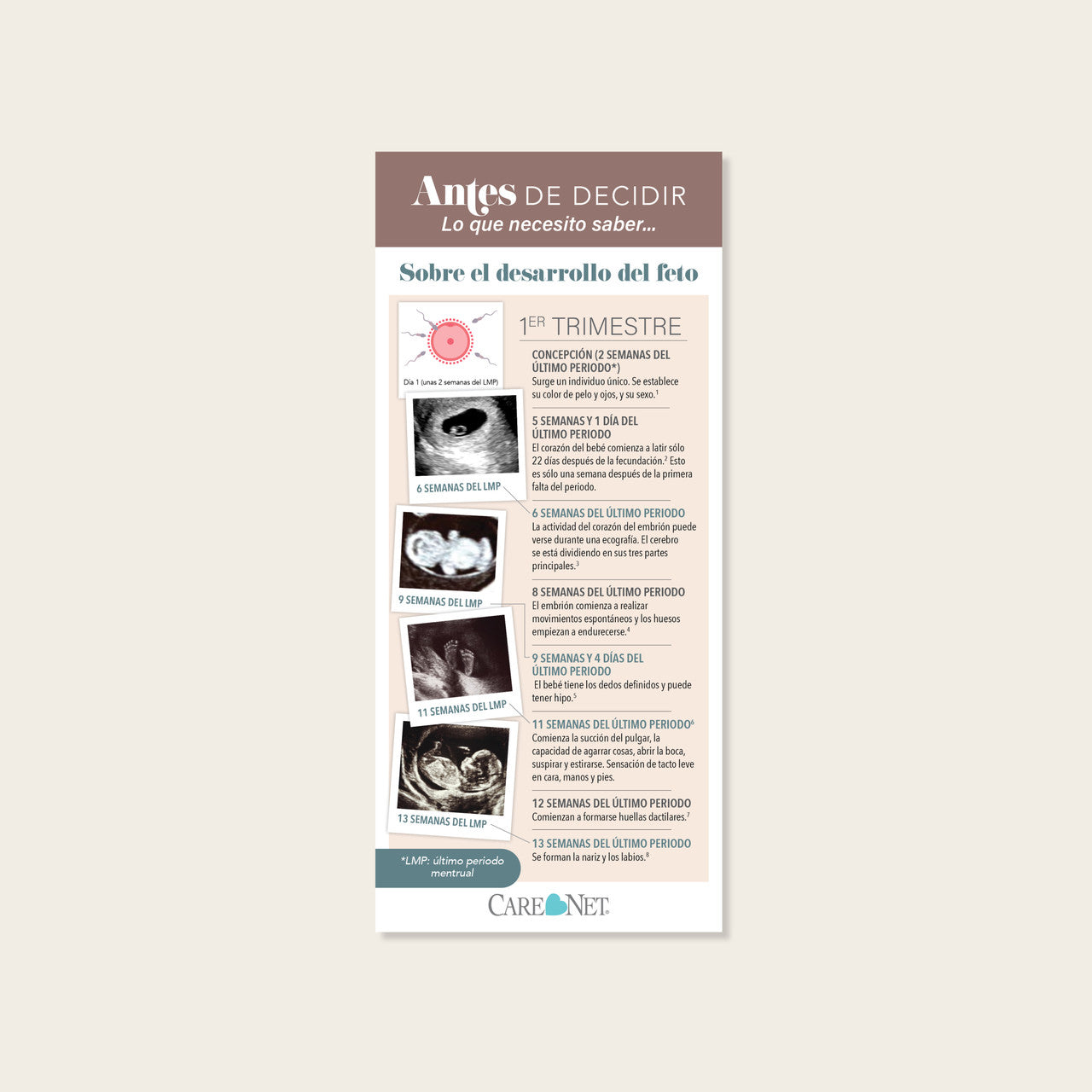 Spanish Fetal Development Tip Card (Pack of 50)